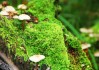 世界保龄球青少年导师赛：名师点拨助力技术提升，世界保龄球联合会
