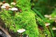 世界保龄球青少年导师赛：名师点拨助力技术提升，世界保龄球联合会